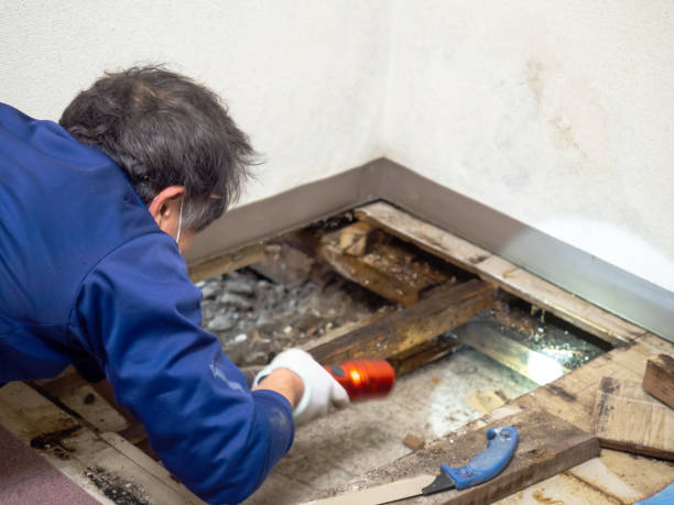 Mold Removal Process in Oliver, PA