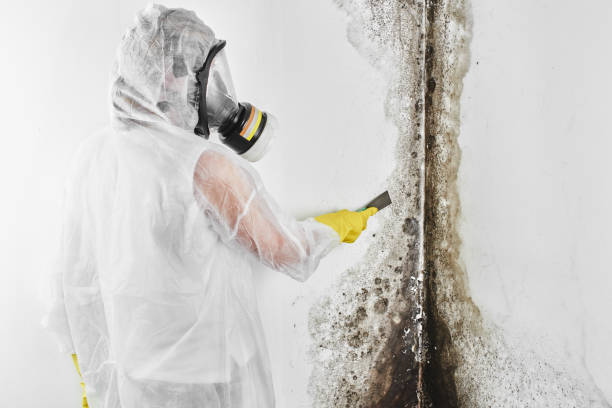 Attic Mold Removal in Oliver, PA