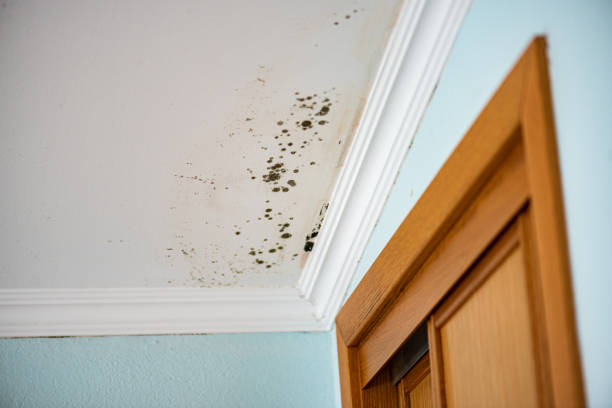 Best Best Mold Removal Companies  in Oliver, PA