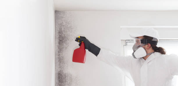 Home Mold Removal in Oliver, PA