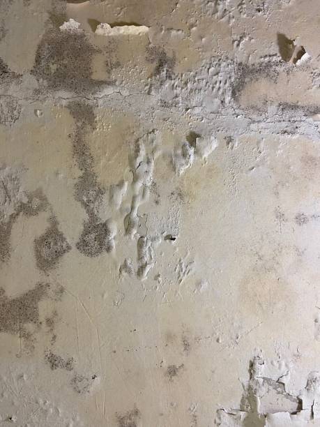 Best Professional Mold Removal  in Oliver, PA